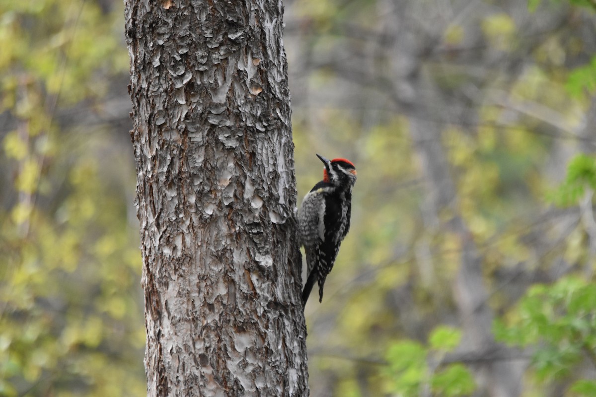 Sphyrapicus sp. - ML634908102