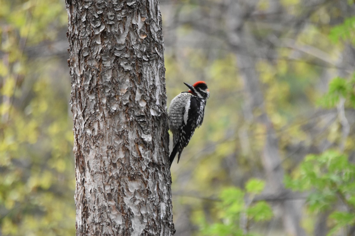 Sphyrapicus sp. - ML634908103