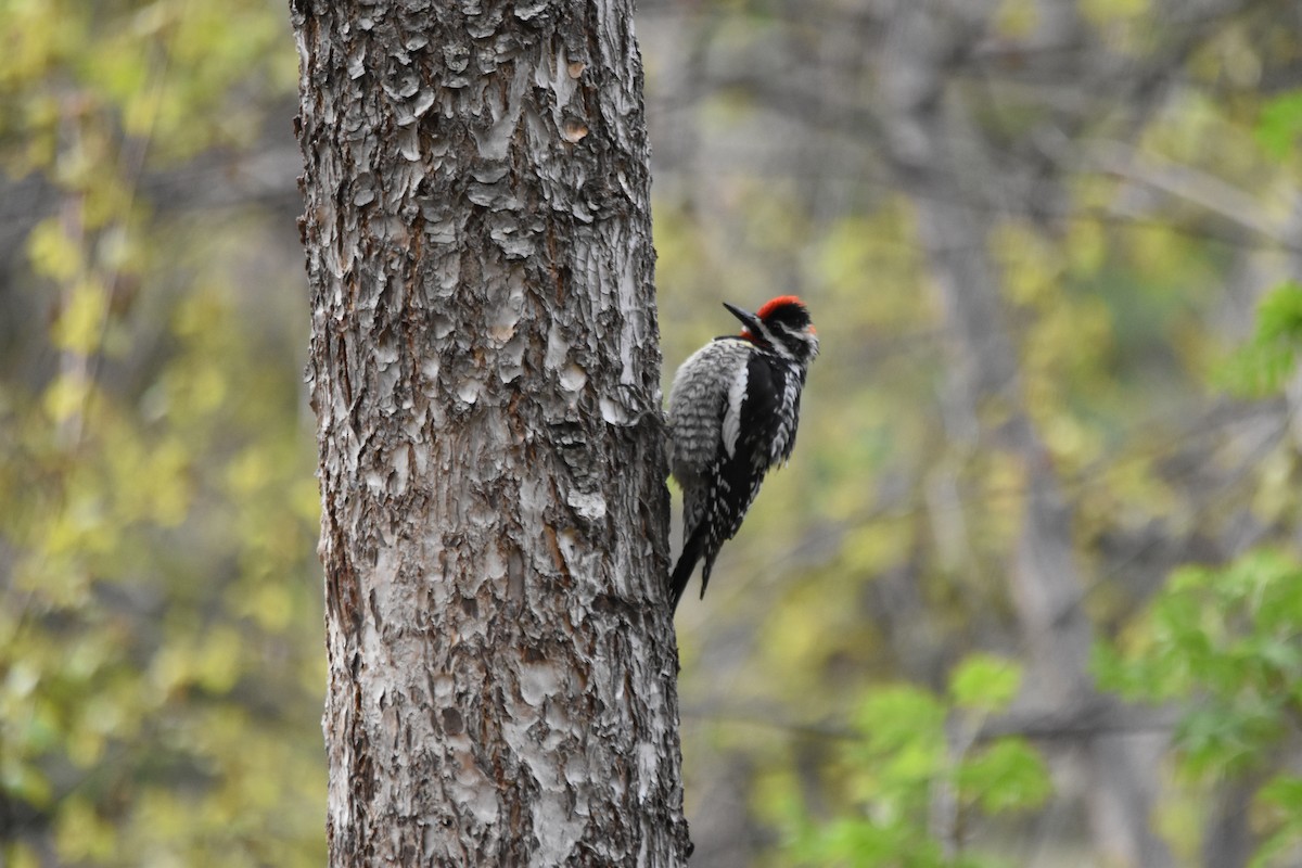 Sphyrapicus sp. - ML634908104