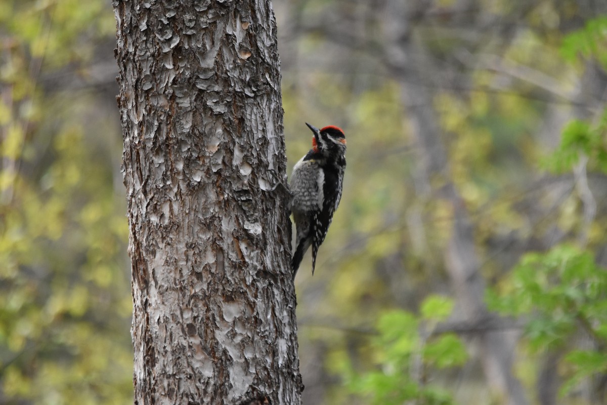 Sphyrapicus sp. - ML634908105