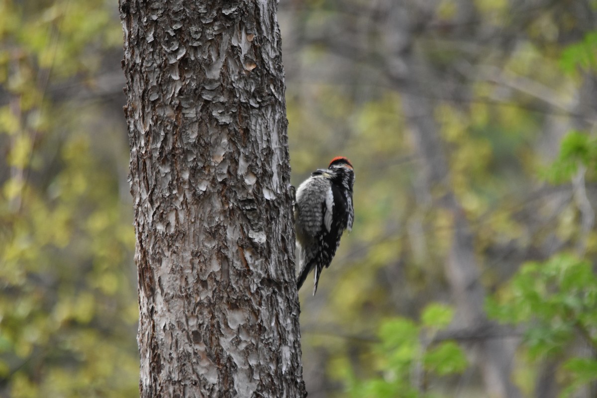 Sphyrapicus sp. - ML634908106