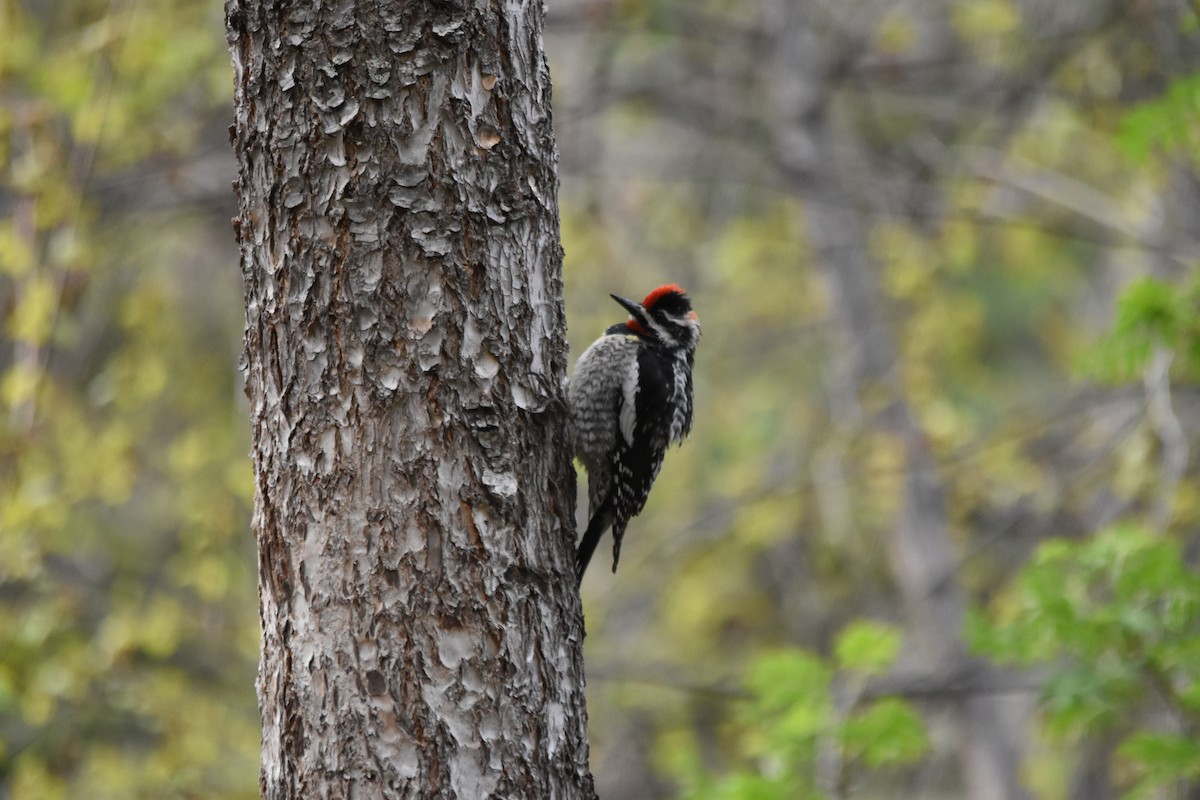 Sphyrapicus sp. - ML634908107
