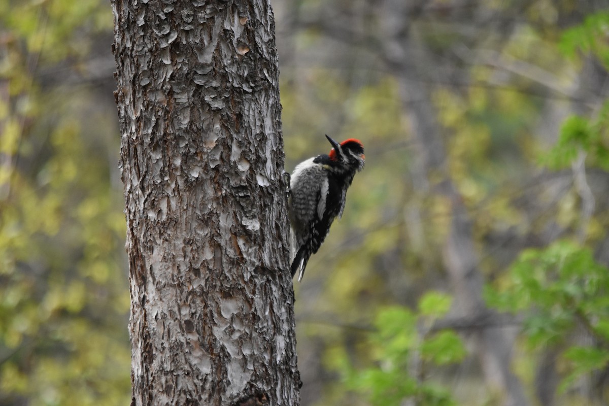 Sphyrapicus sp. - ML634908108