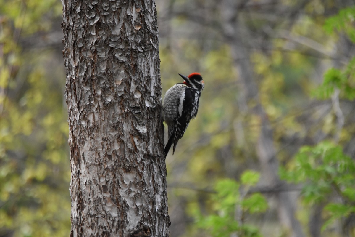 Sphyrapicus sp. - ML634908109