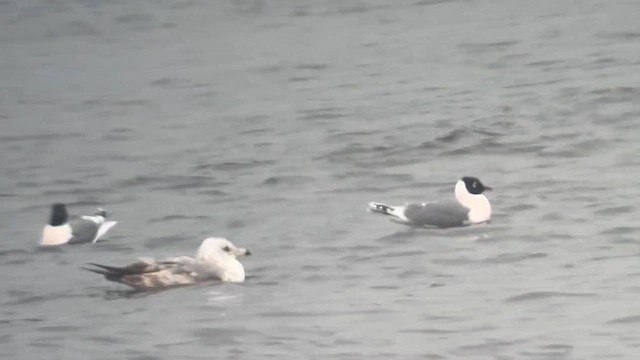 Franklin's Gull - ML634908134