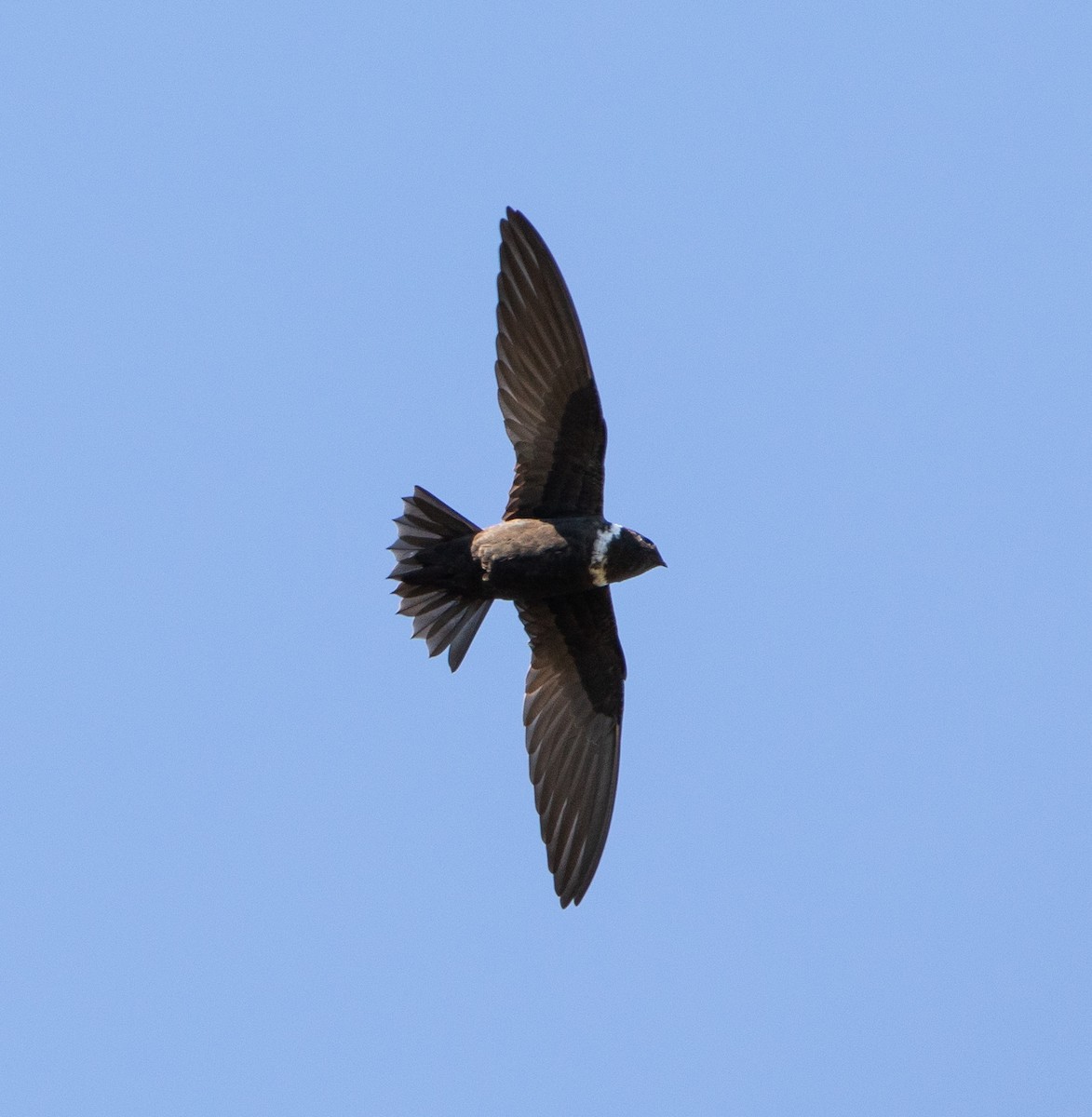 White-collared Swift - ML634908185