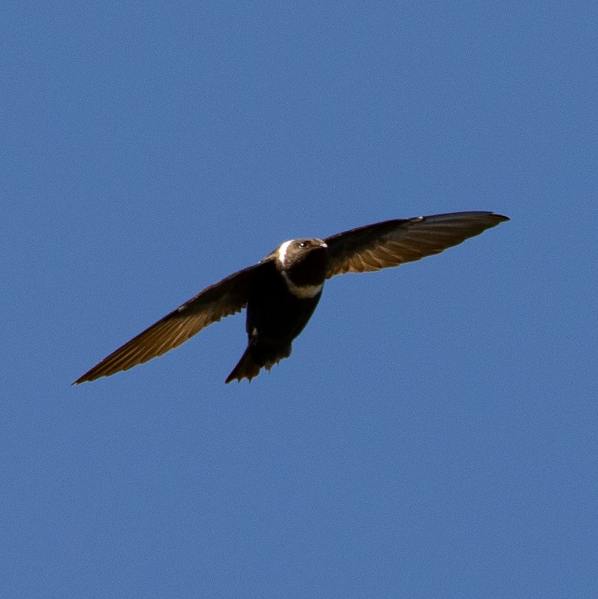 White-collared Swift - ML634908186