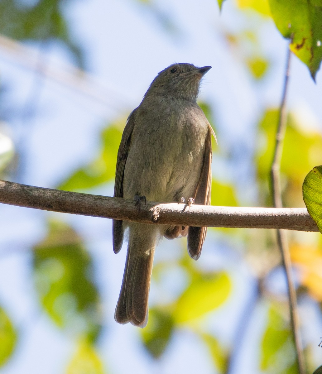 Pale-bellied Tyrant-Manakin - ML634908368