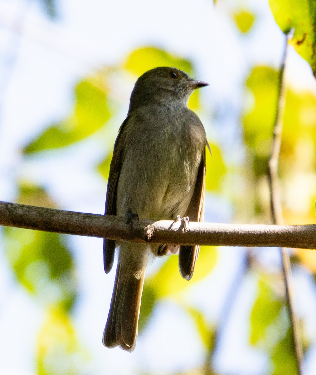 Pale-bellied Tyrant-Manakin - ML634908369
