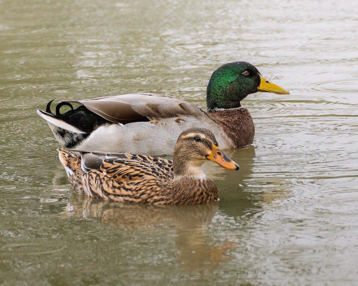 Stockente - ML634908533