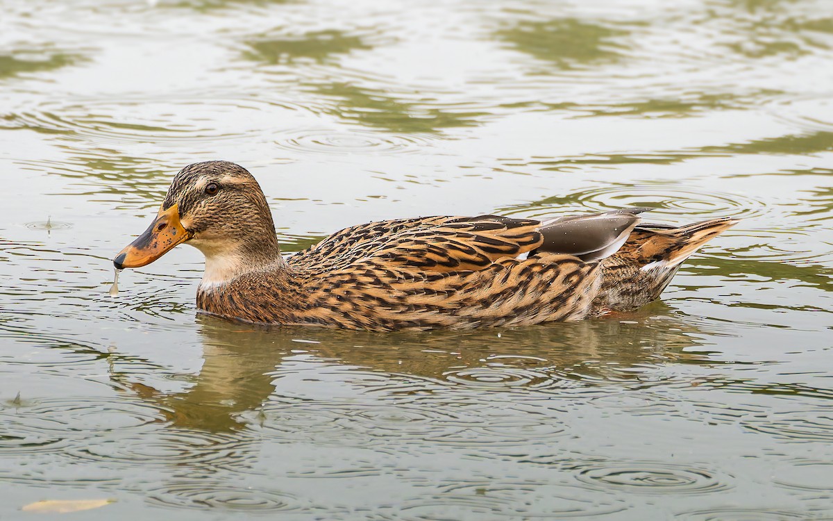 Stockente - ML634908534