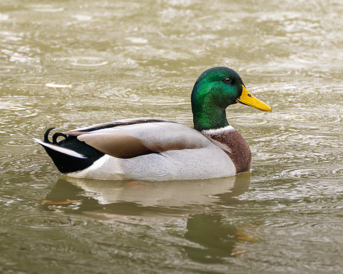 Stockente - ML634908535