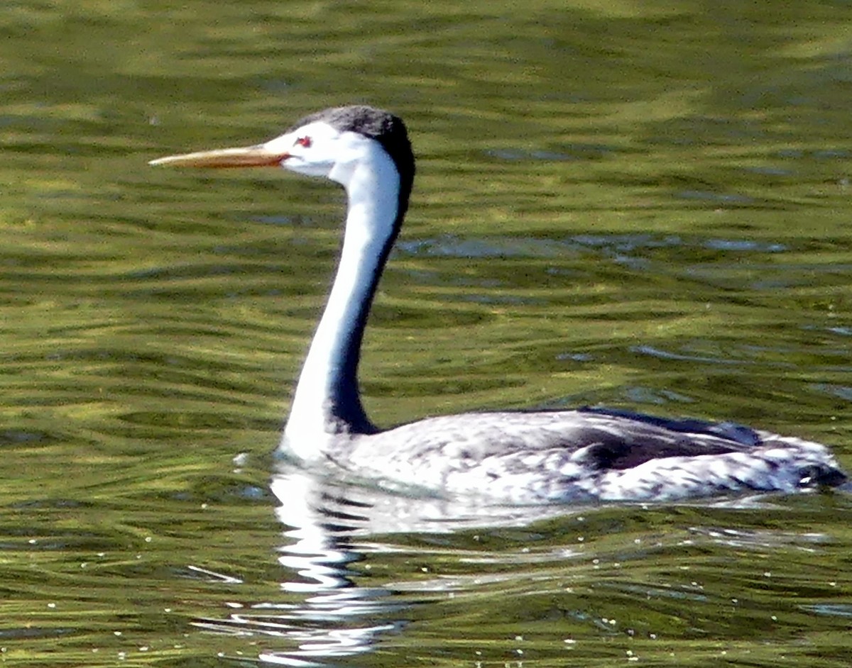 Clark's Grebe - ML634908562
