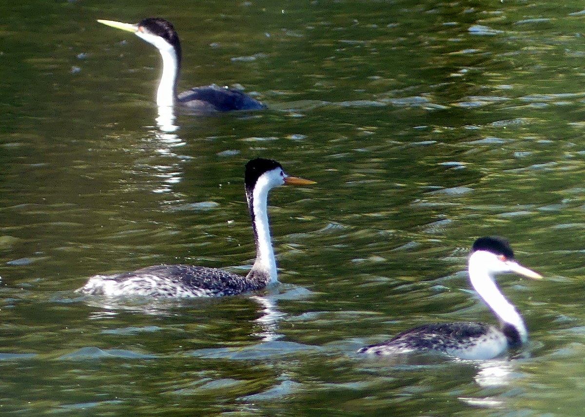 Clark's Grebe - ML634908565