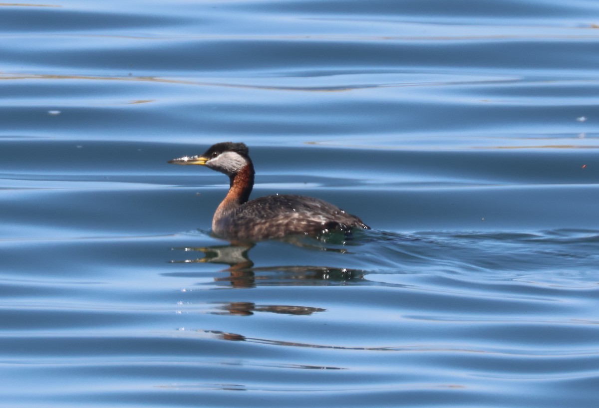 Red-necked Grebe - ML634908841