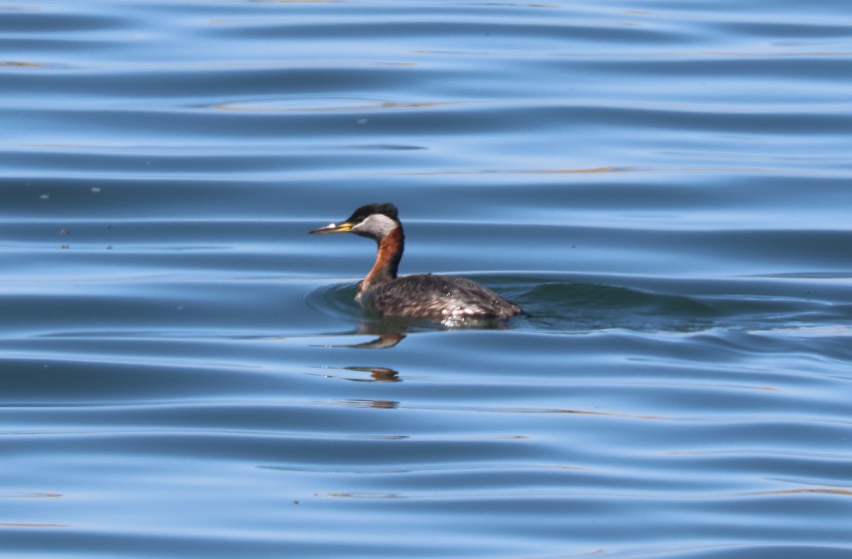 Red-necked Grebe - ML634908854