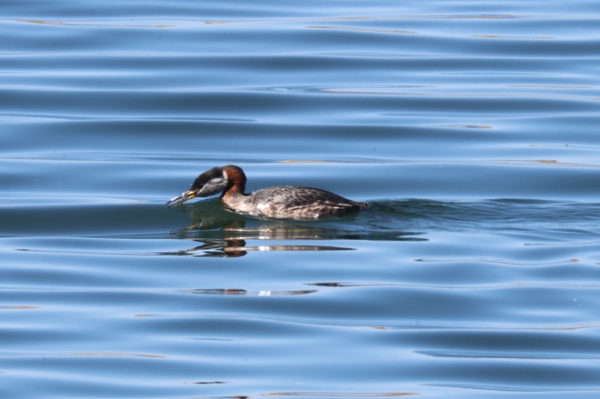 Red-necked Grebe - ML634908875