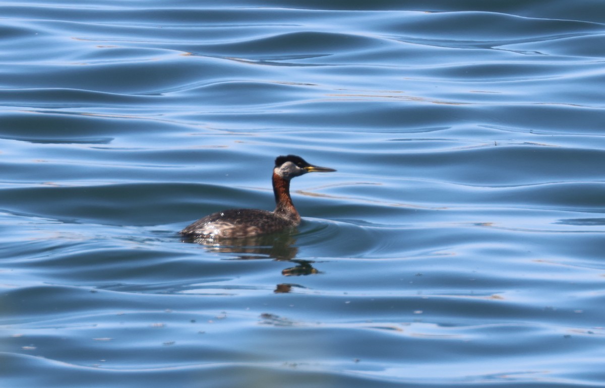 Red-necked Grebe - ML634908898