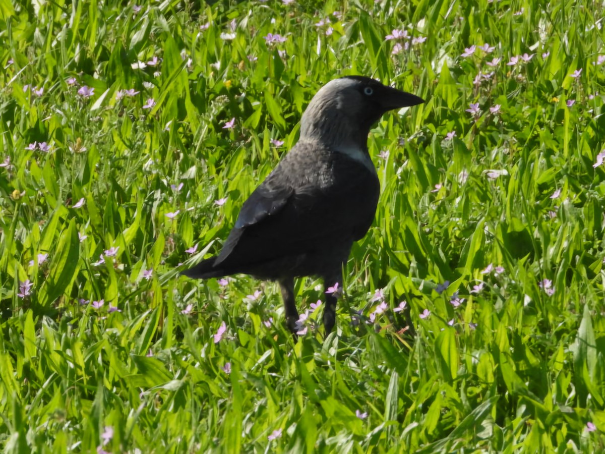 Eurasian Jackdaw - ML634909070