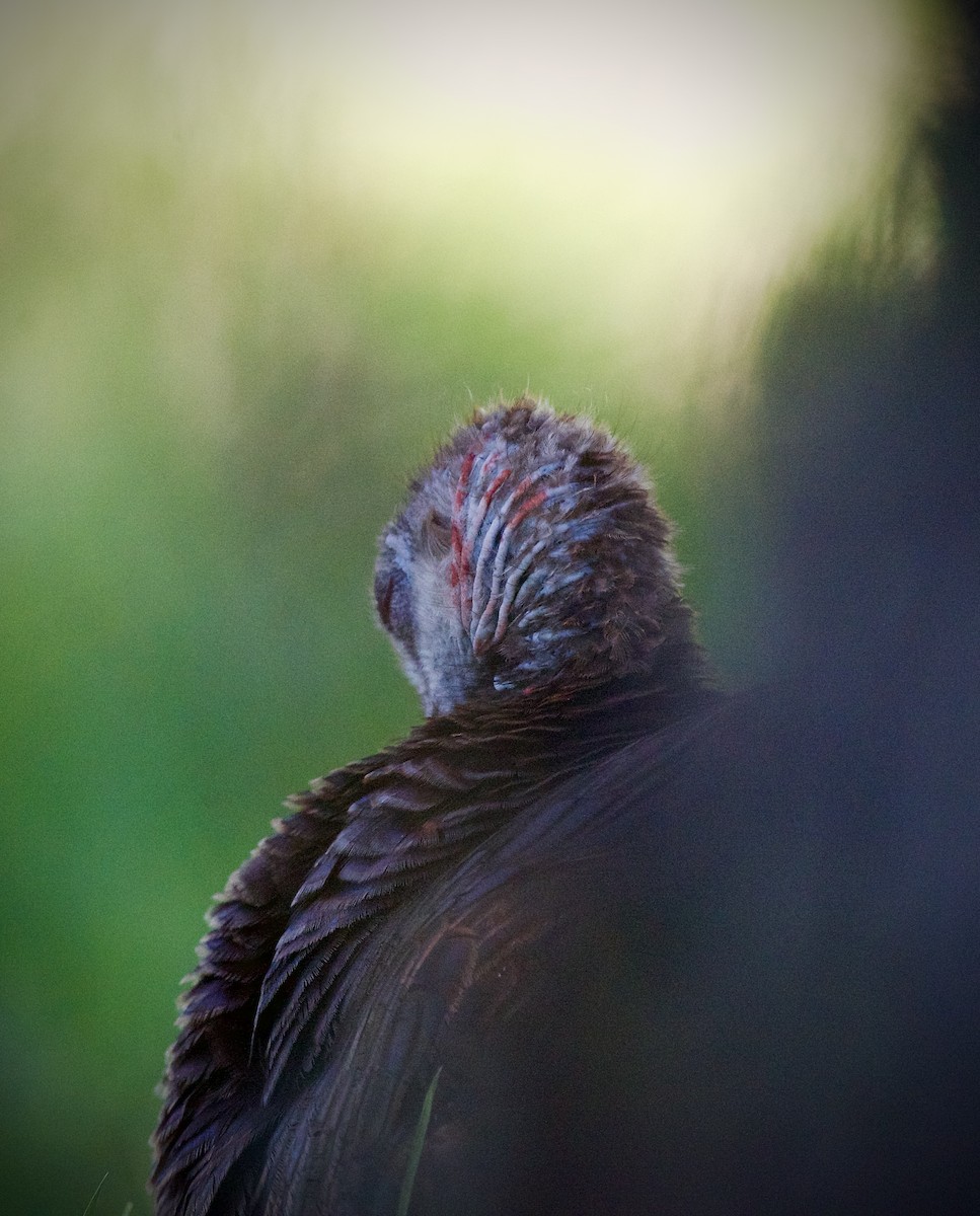 Wild Turkey - ML634909174