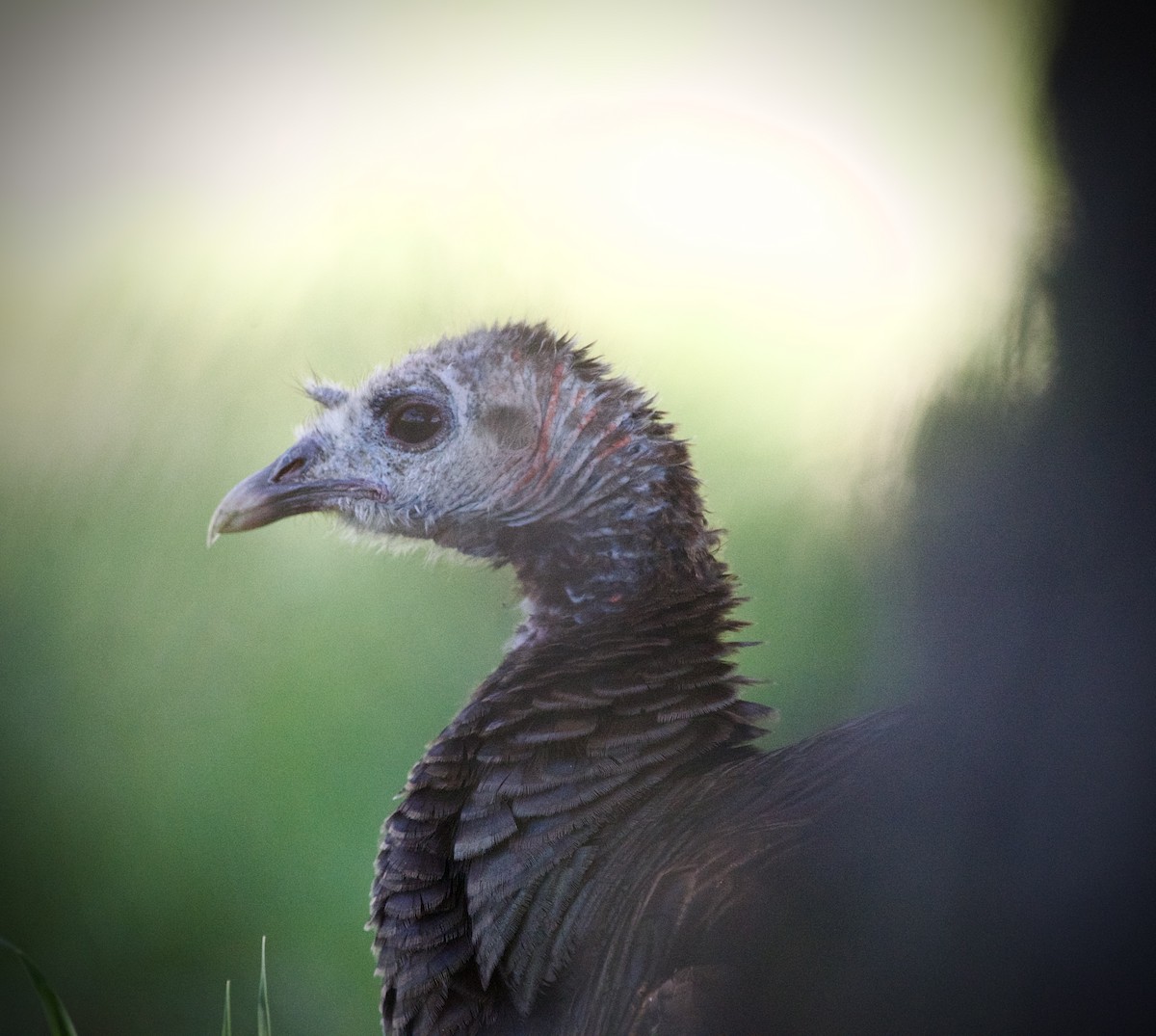 Wild Turkey - ML634909175