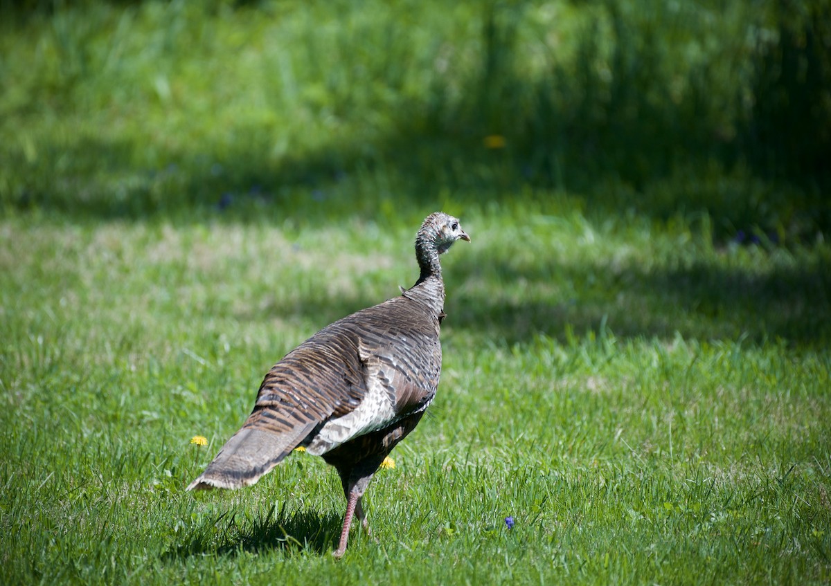 Wild Turkey - ML634909176
