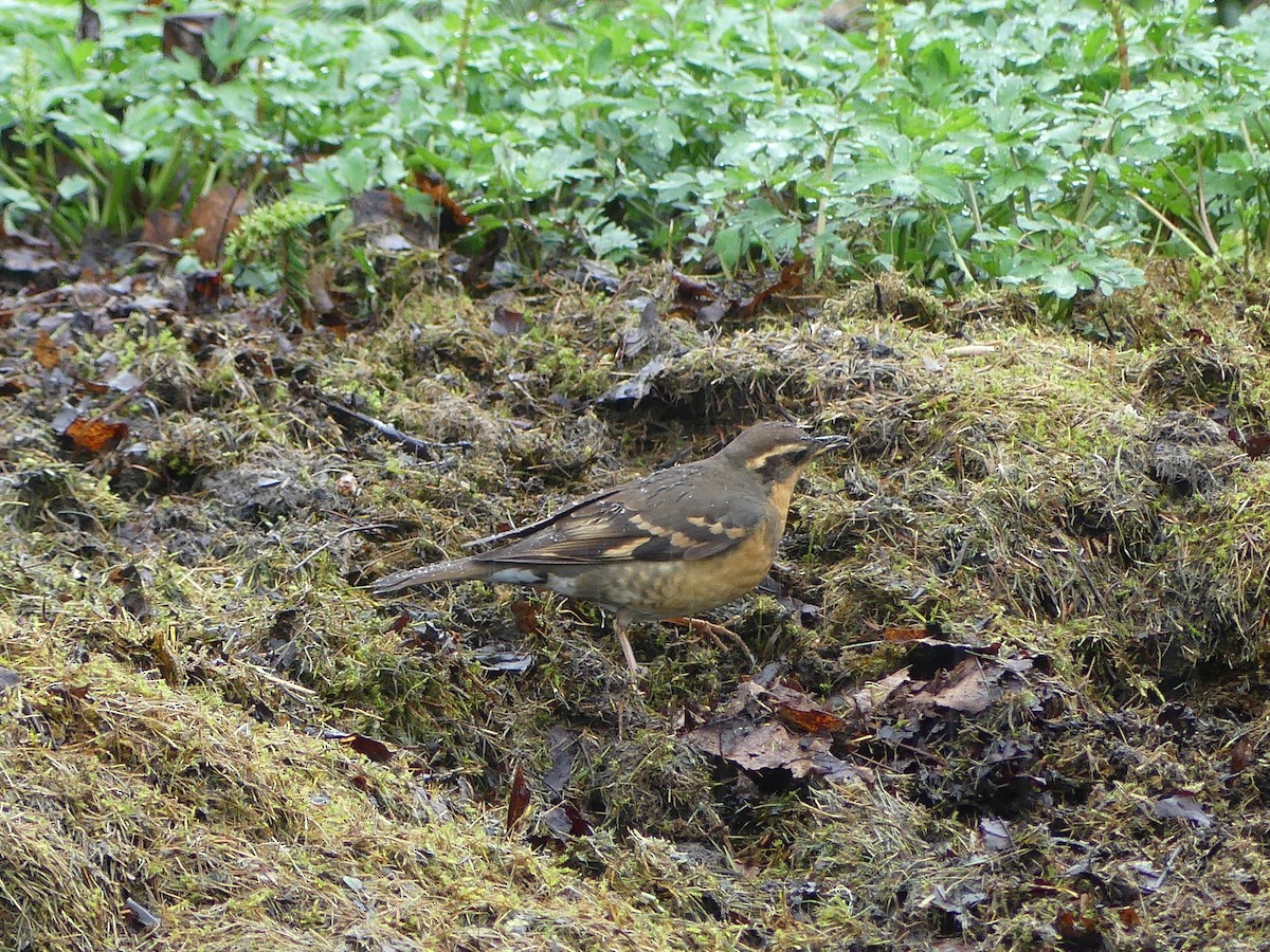 drozd pruhokřídlý - ML634909219