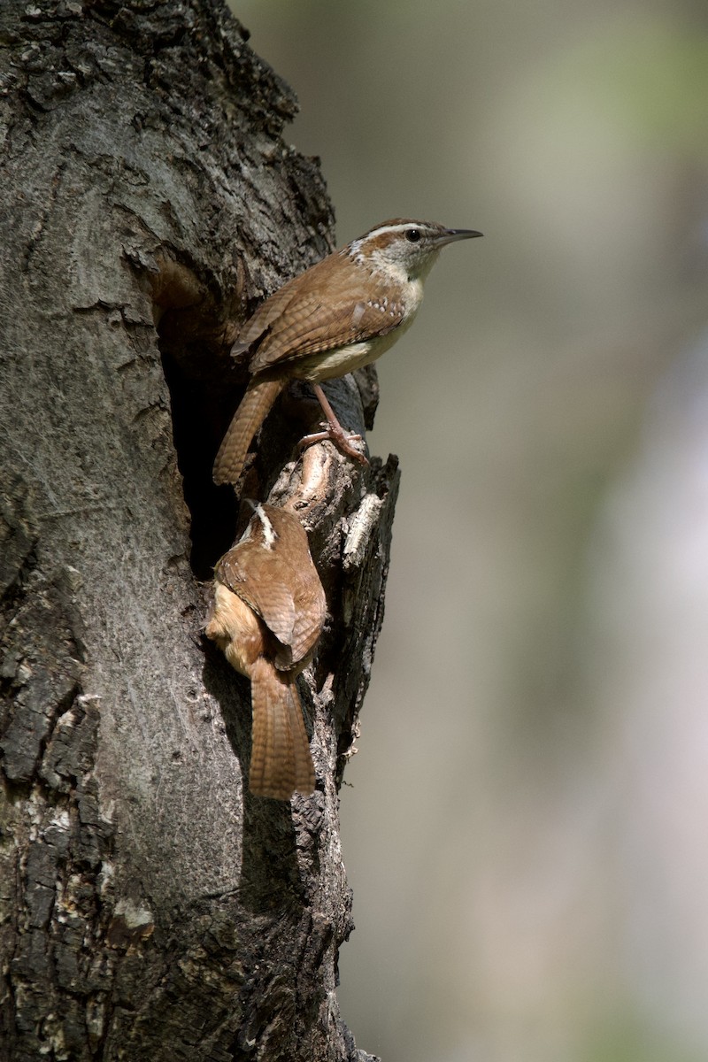 Carolina Wren - ML634909409