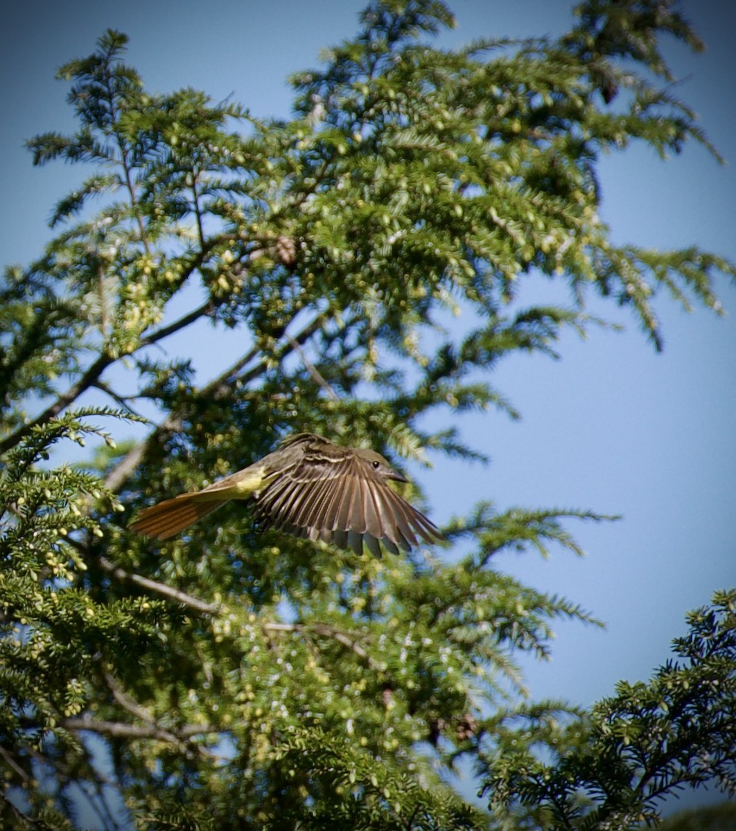 Great Crested Flycatcher - ML634909415