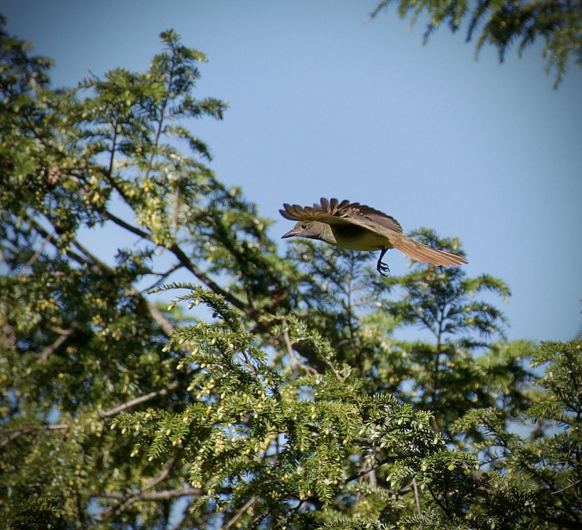 Great Crested Flycatcher - ML634909416