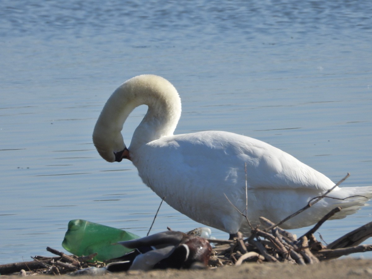 Cygne tuberculé - ML634909435