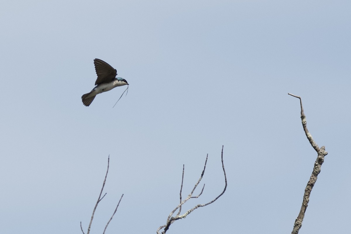 Tree Swallow - ML634909545