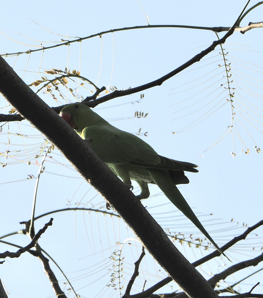 Rose-ringed Parakeet - ML634909752