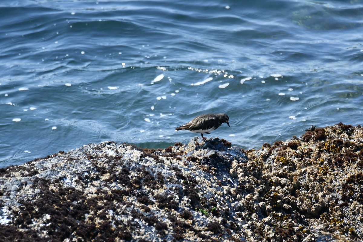 Harri-iraulari iluna - ML634909948