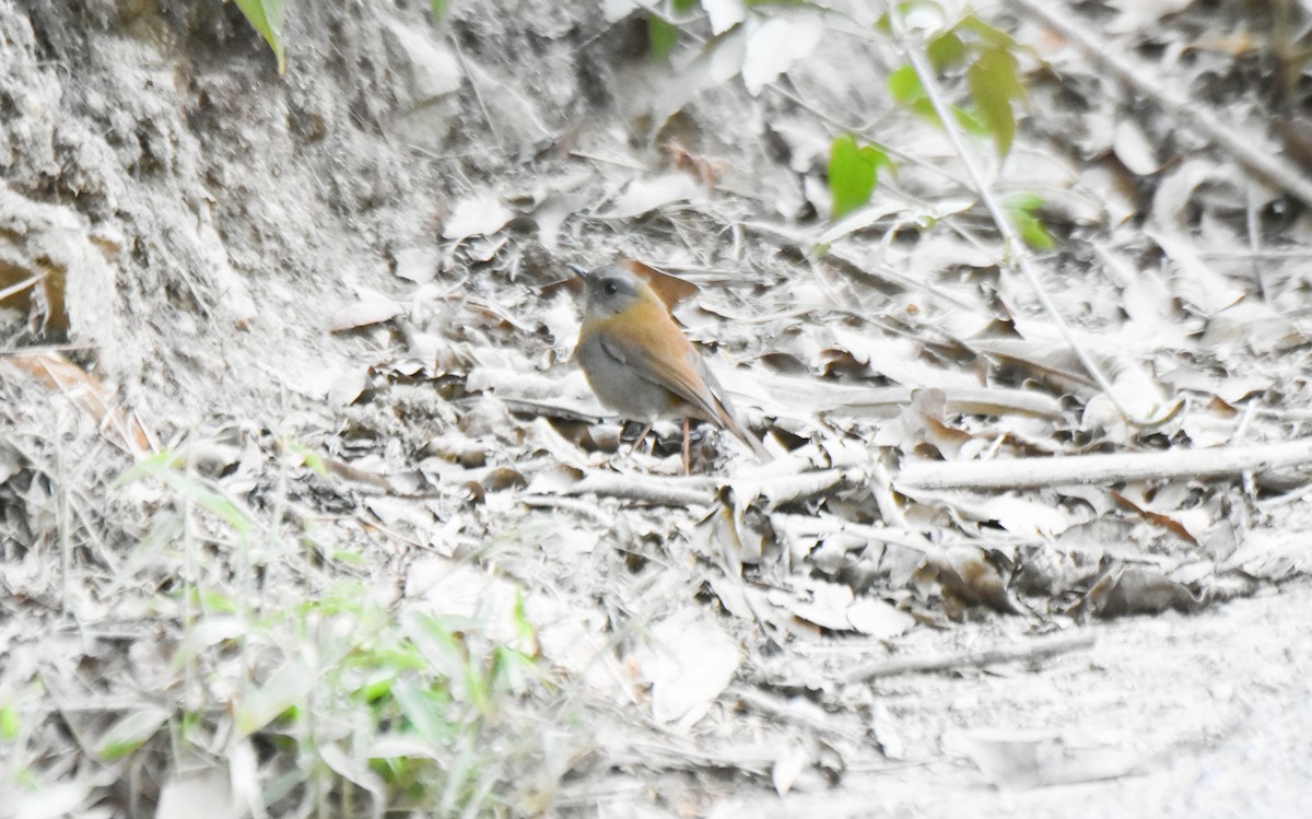 Black-billed Nightingale-Thrush - ML634910070