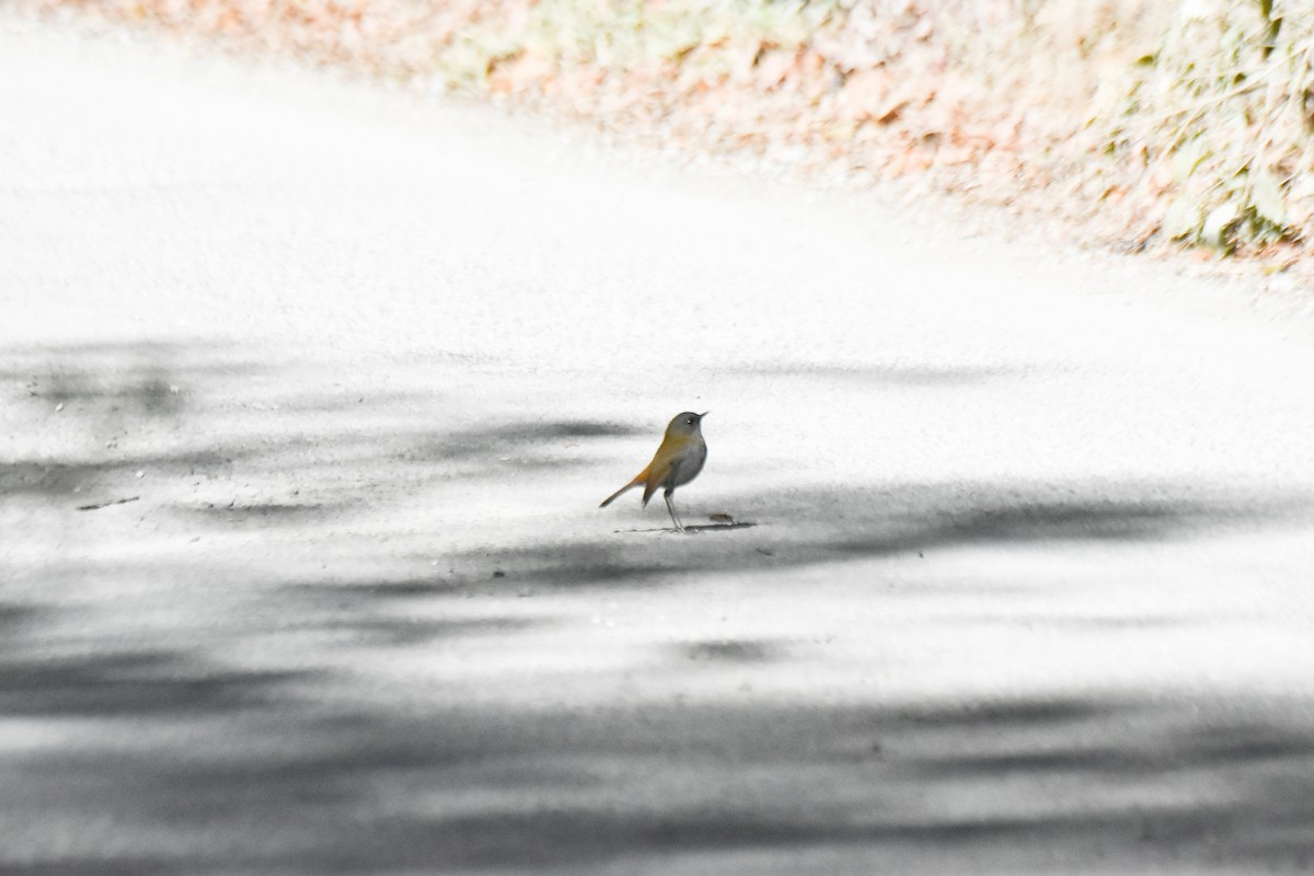 Black-billed Nightingale-Thrush - ML634910072