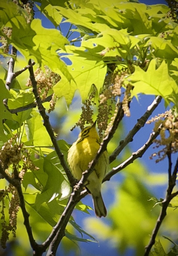 Prairie Warbler - ML634910086