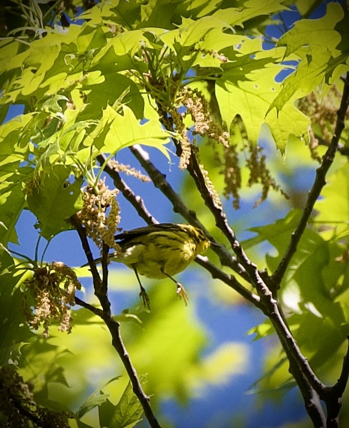 Prairie Warbler - ML634910087