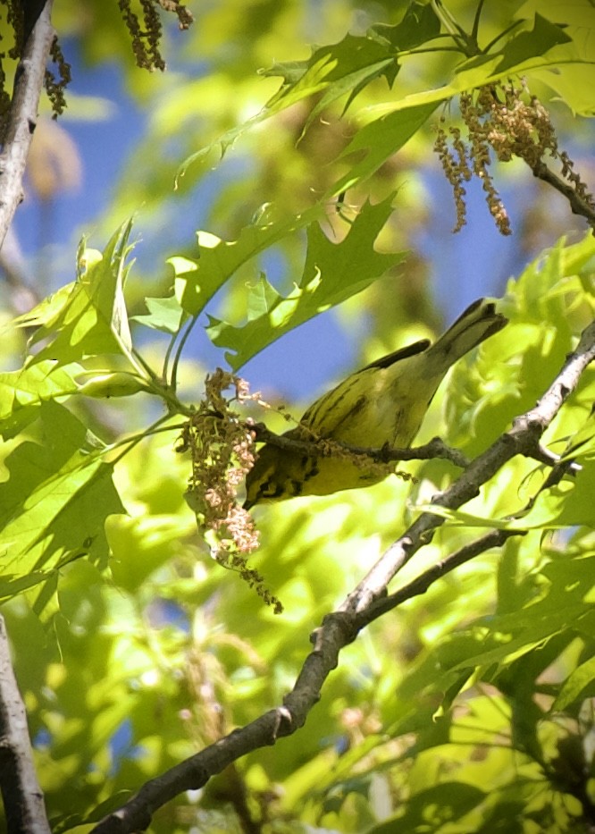 Prairie Warbler - ML634910088
