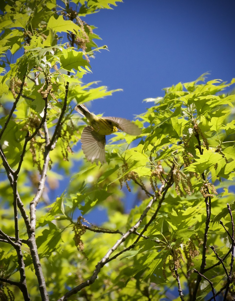 Prairie Warbler - ML634910089