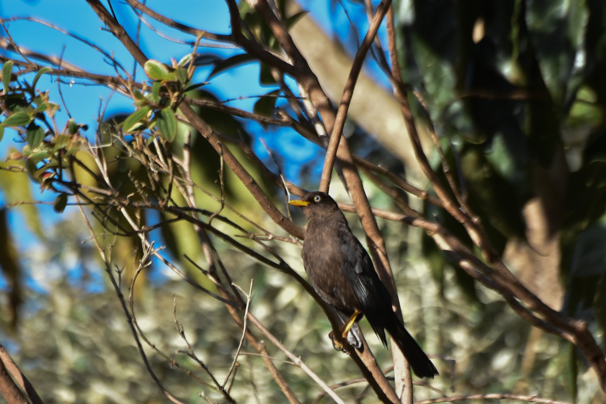 Sooty Thrush - ML634910103