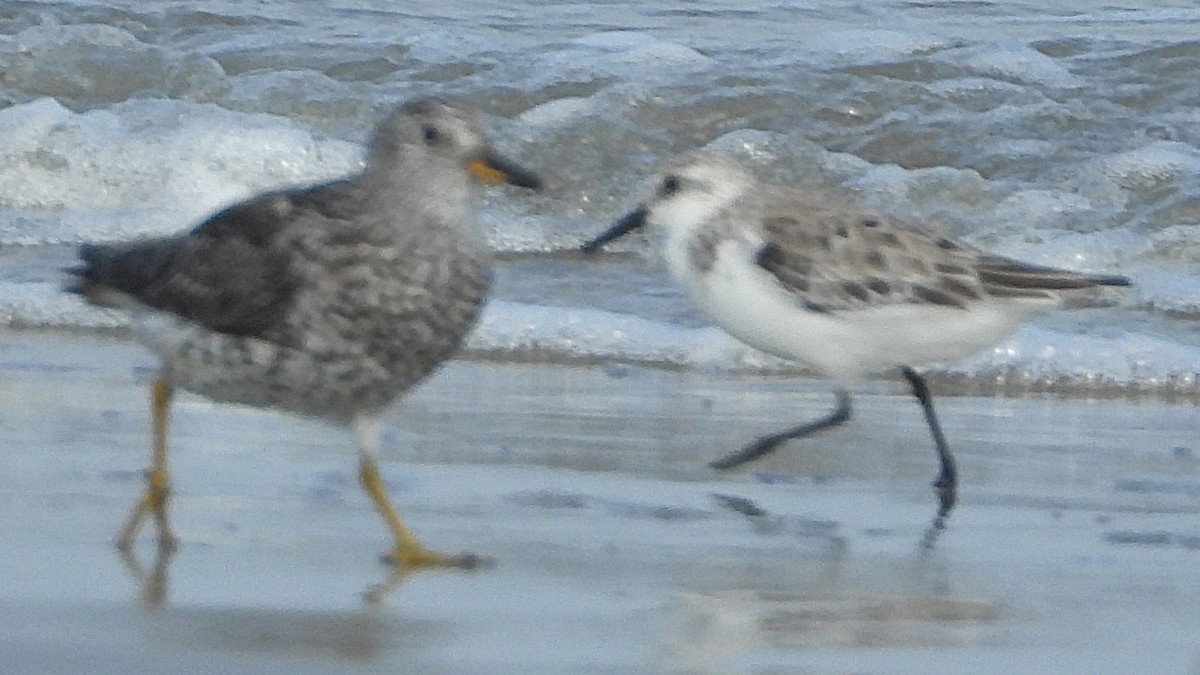 Surfbird - ML634910248