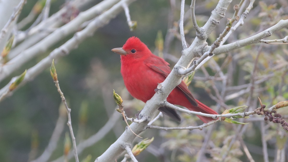 Summer Tanager - ML634910348