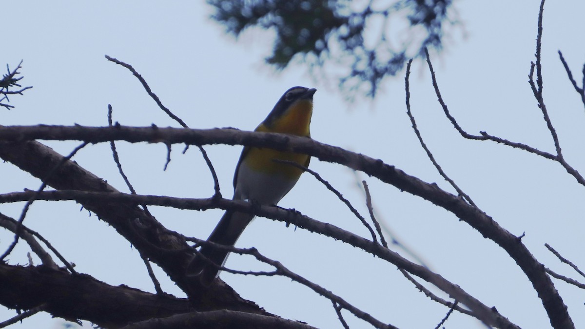 Yellow-breasted Chat - ML634910363