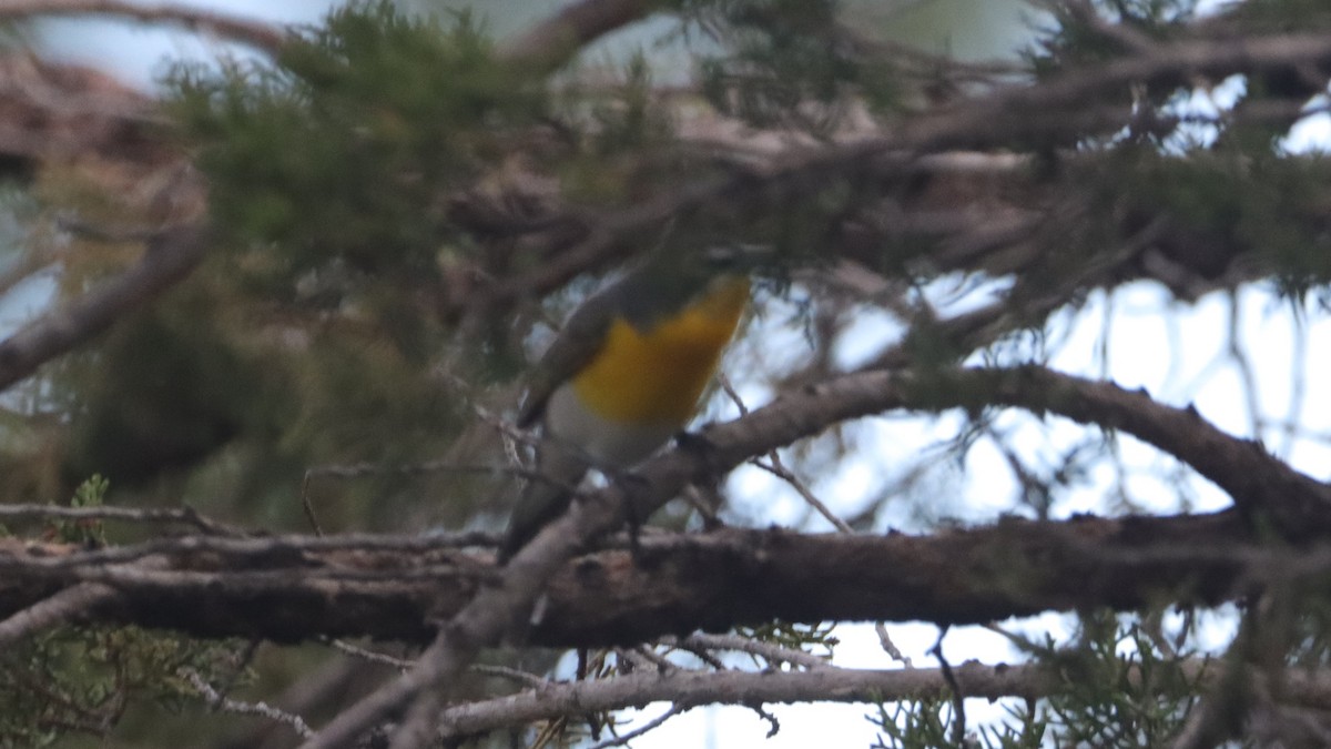 Yellow-breasted Chat - ML634910364