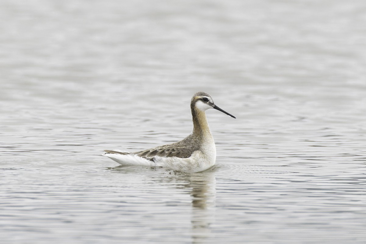 Wilson's Phalarope - Alex Rinkert