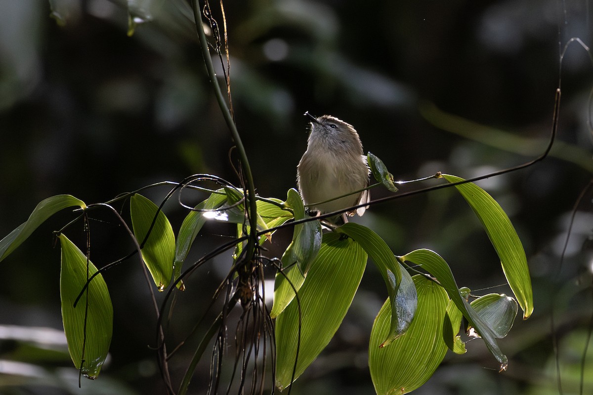 Brown Gerygone - ML634910474