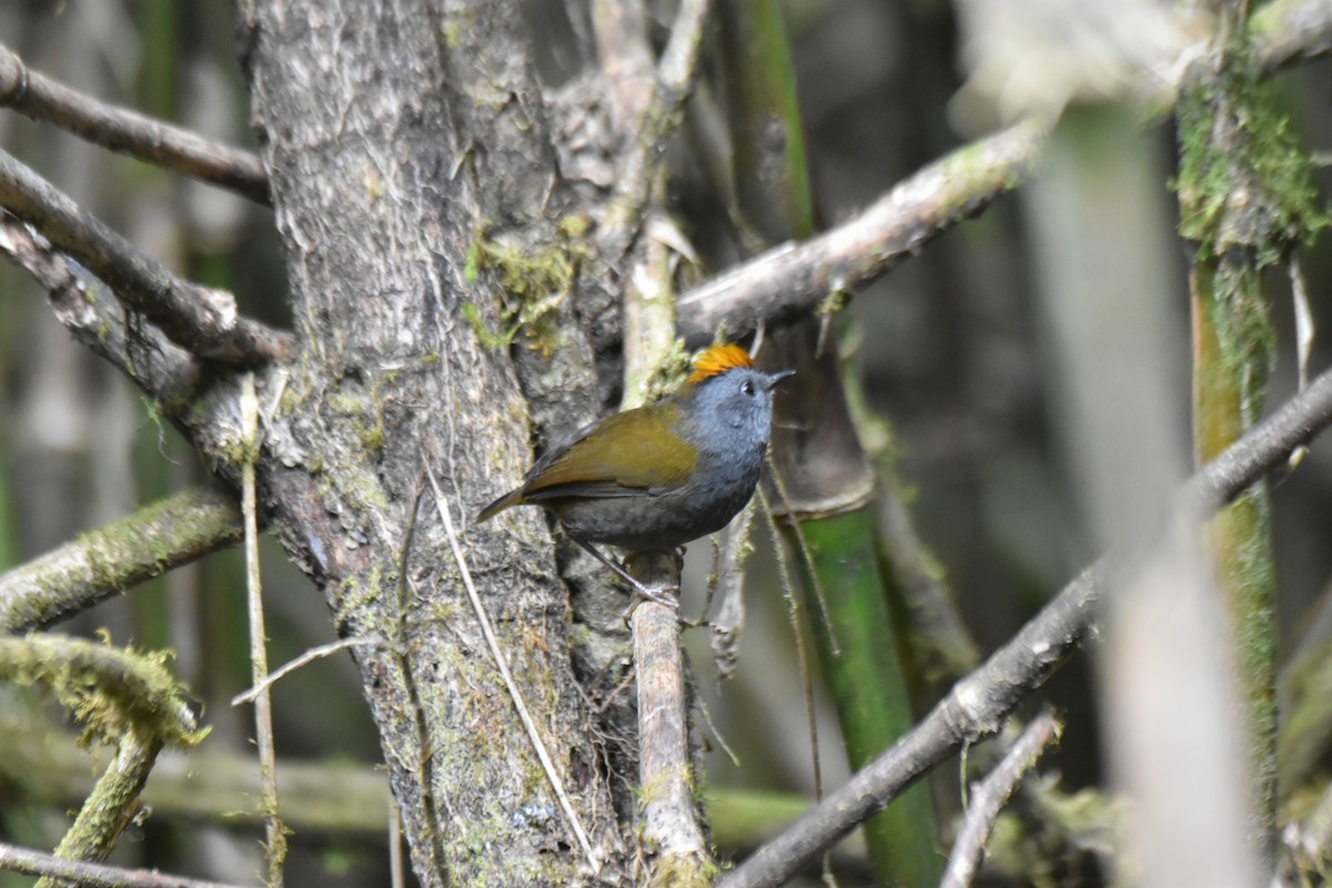 Wrenthrush - ML634910665