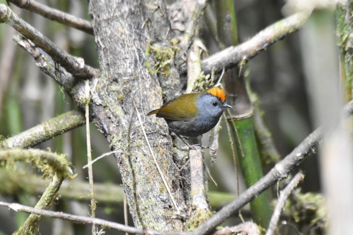 Wrenthrush - ML634910666