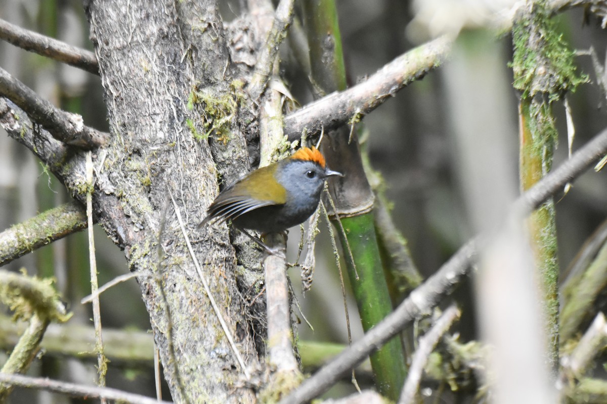 Wrenthrush - ML634910667